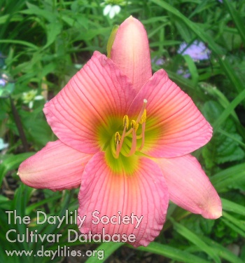 Daylily Heart of Jade
